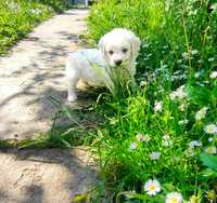 Bichon Maltez superb