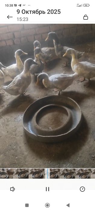 Домашние утки здоровые хорошие