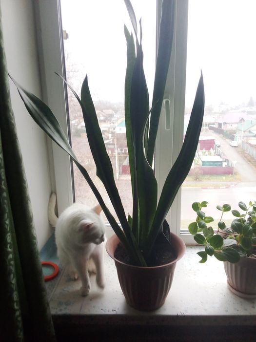 Цветок щучий хвост