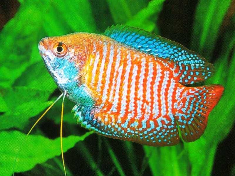 Лялиус радужный в Аква-Зоо Салоне “Посейдон”