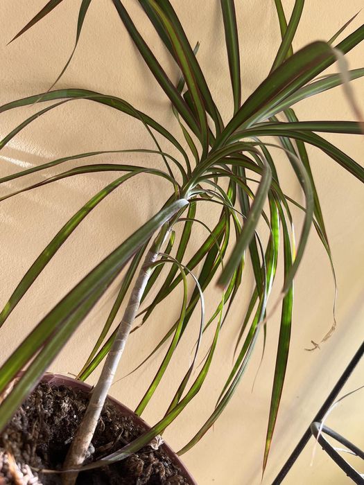 Драцена Маргината