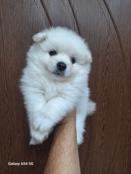 Малки бели Померани