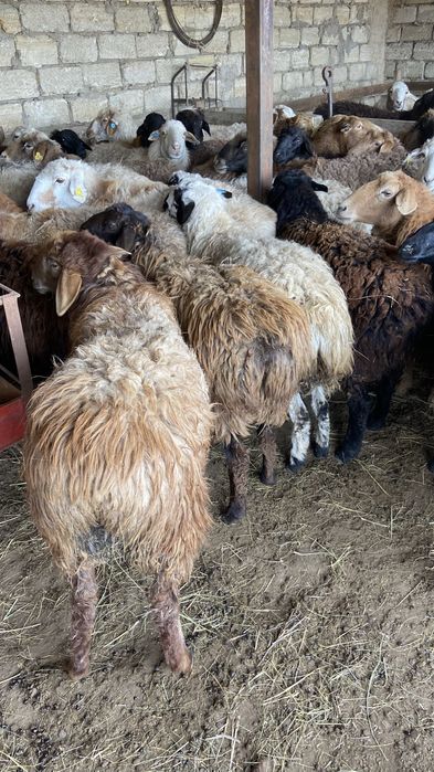 Семіз қой тоқты сатылады