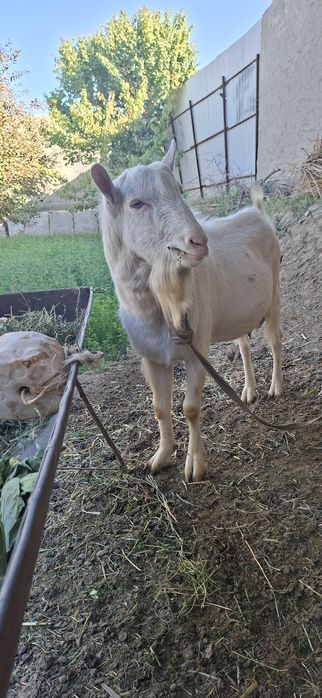 Бухорода такка хизмати