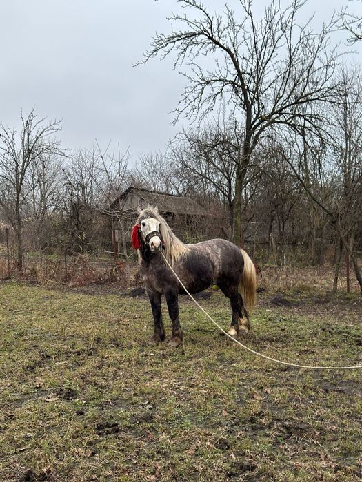 Harmăsar tânăr semigreu