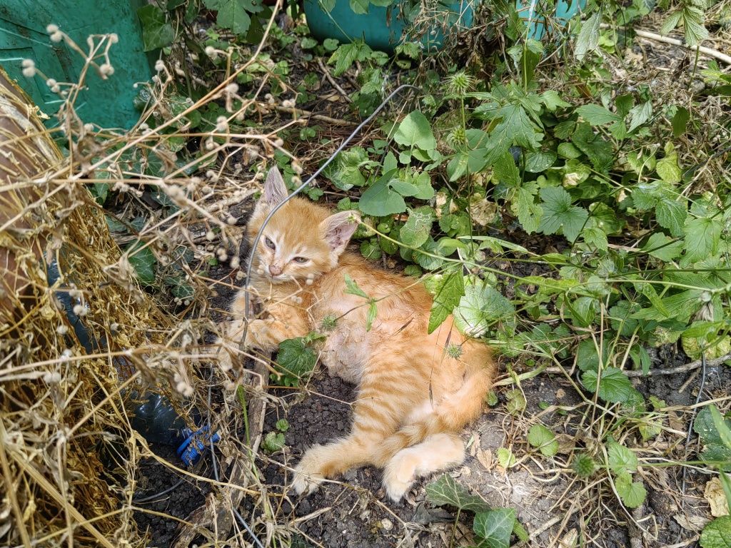 Две прекрасни котета сестричка търсят своя дом