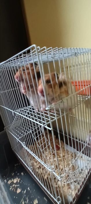 Два броя Хамстери