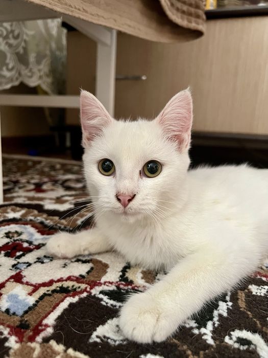 Котенок в добрые руки