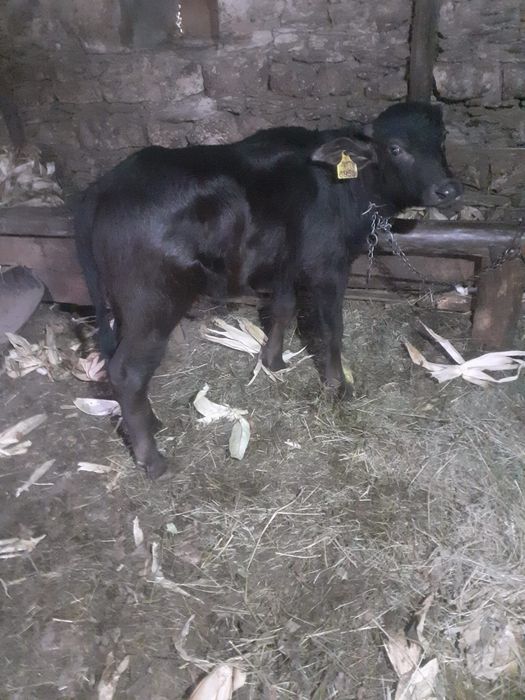 Vând viței de bivol