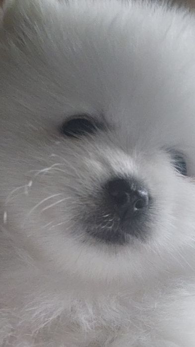 Продаются помиранские шпицы