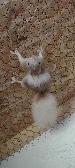 Veverițe europene/japoneze panda