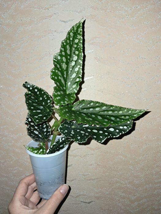 Бегония Макулата Спотлайт Грин