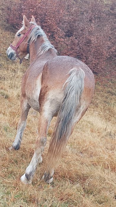 Vând   iapa  garantata