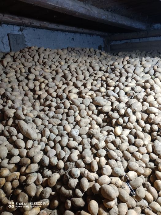 Cartofi de consum și cartofi de sămânța bellarosa și captiva