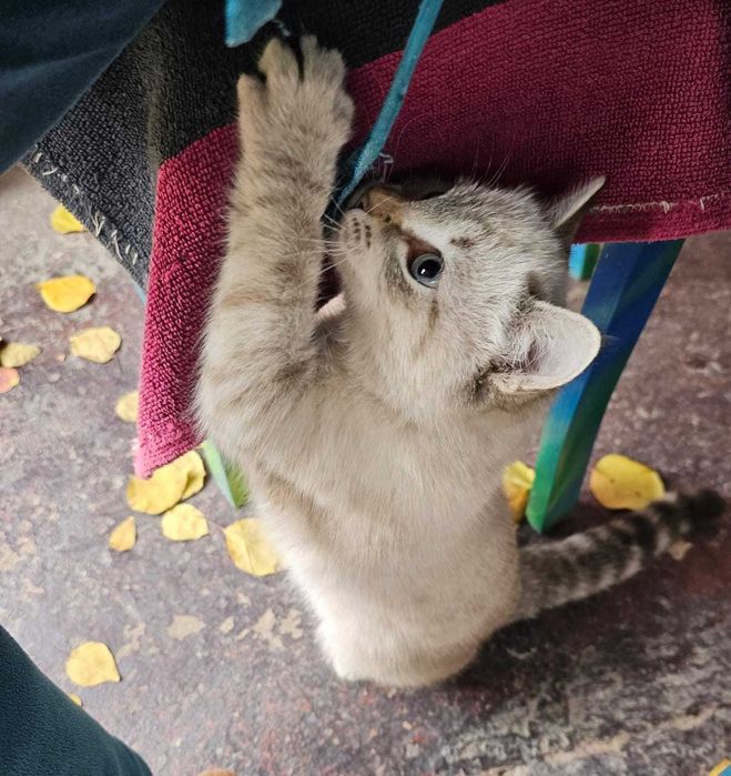 Отдам в добрые руки очаровательного котёнка!