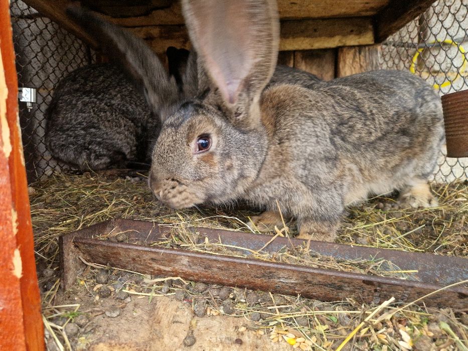 Iepuri Berbec German / Urias German