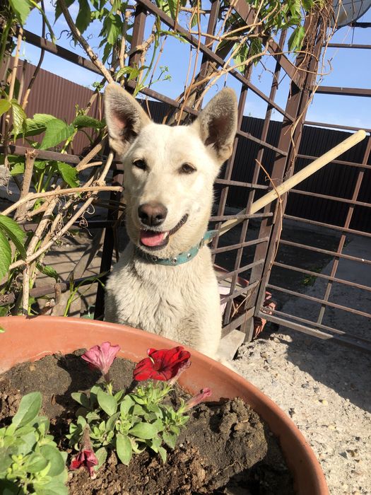 Собака - подросток  ( стерилизаванная с паспортом о вакцинации)