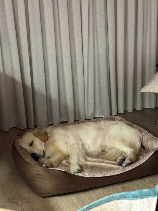 Лежанка для  собак 100 на 75 см .