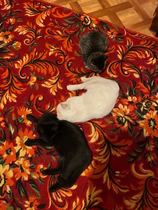 Мысықтар, котята
