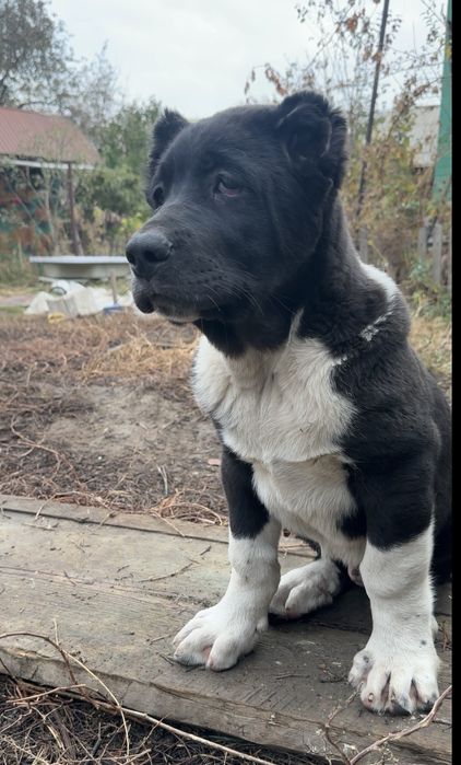 Алабай щенки (тобет, волкодав)