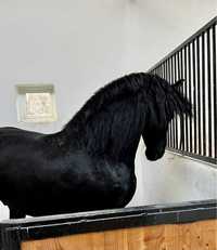 Armăsar Frizian Friesian Friz