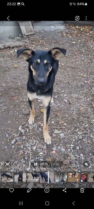 Лео ищет дом. Доставлю!