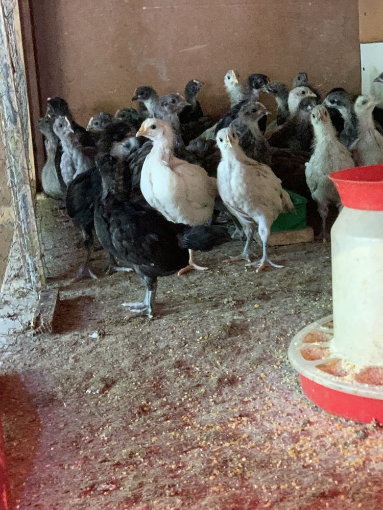 Pui de Australorp de vanzare