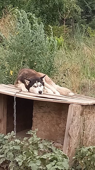 Отдам собаку в добрые руки в связи с переездом