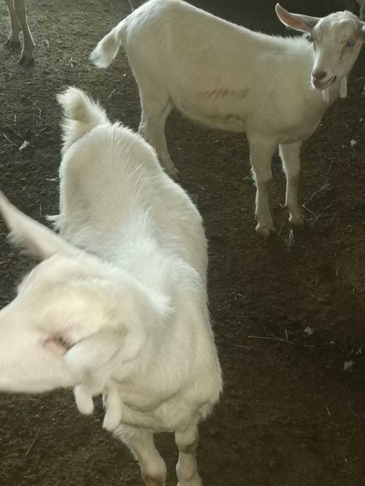 Vând ieduțe albe de Banat