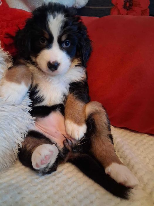 Бернска овчарка - Швейцарска овчарка