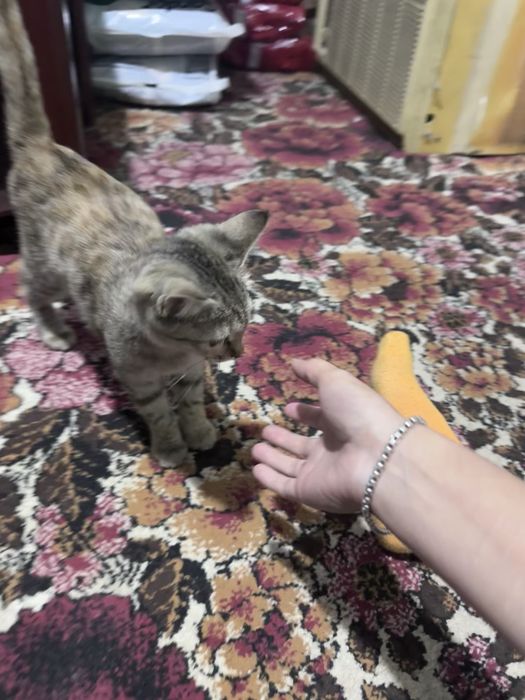 Котенок оранжевый