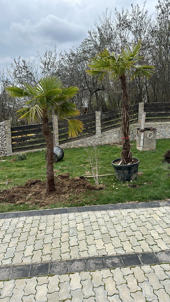 Anenajam spati verzi vindem plante ornamentale