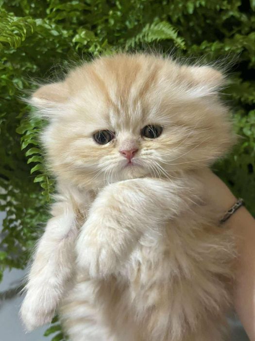 Персийски котенца