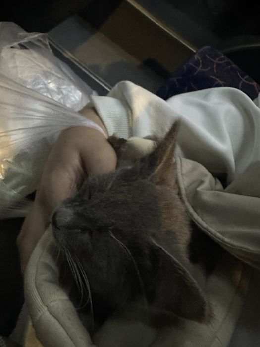 Котик в добрые руки