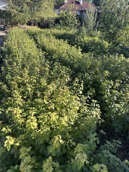 Продавам разсад касис