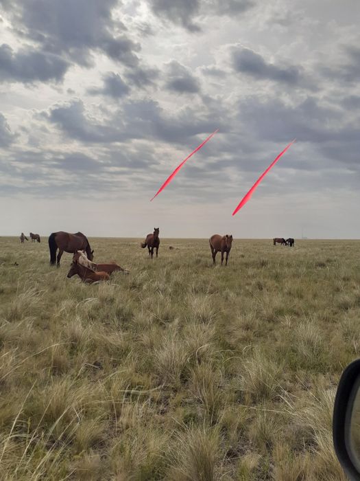Продам лошадей кобыла с жеребенком, тай обе кабылки,