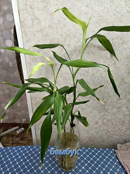 Бамбук. растет в воде