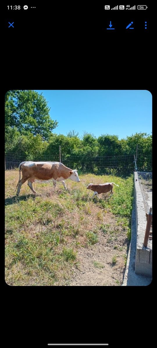 Vand vaca de 4 Ani cu vitel de 1 saptamana pret 7200 Lei neg