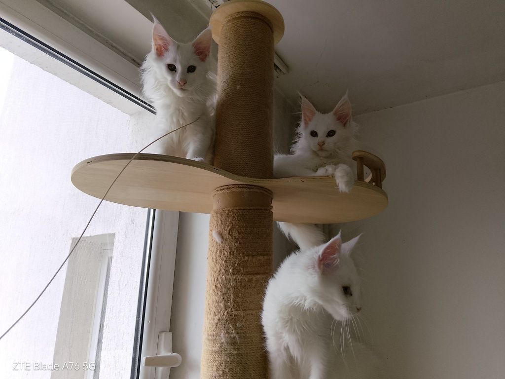 Породисти котета Мейн Кун
