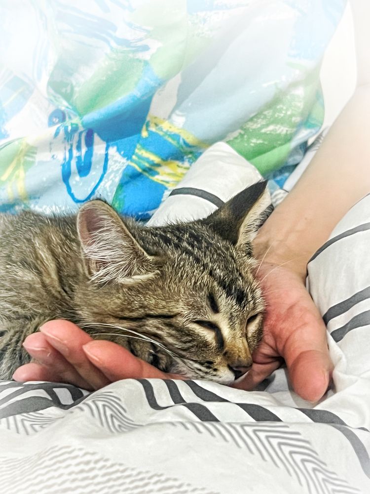 Котенок девочка 3 месяца
