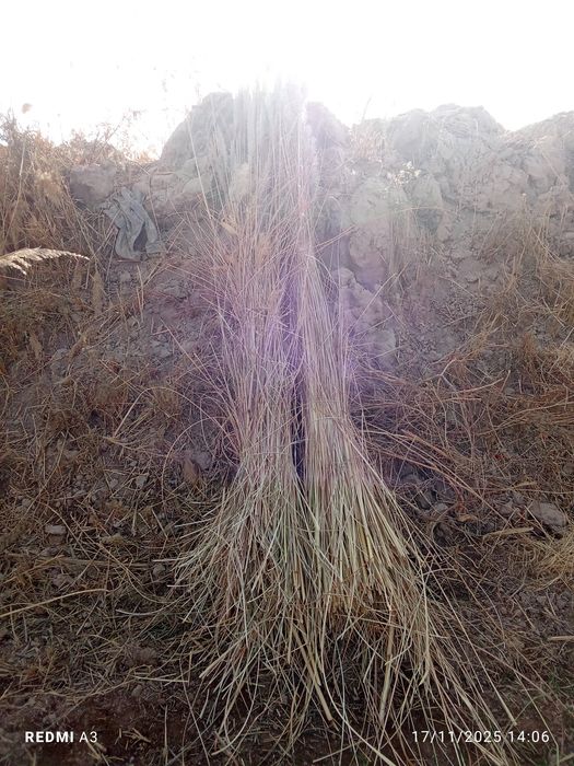 Qoʻpa qamish sotiladi kultasi 15 ming soʻm kelishiladi