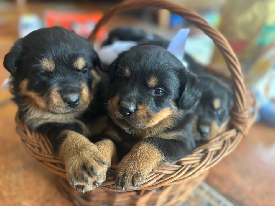 Catelusi rottweiler