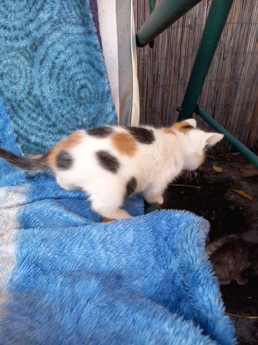 Donez pui de pisică, in varsta de 3 luni foarte jucaus!