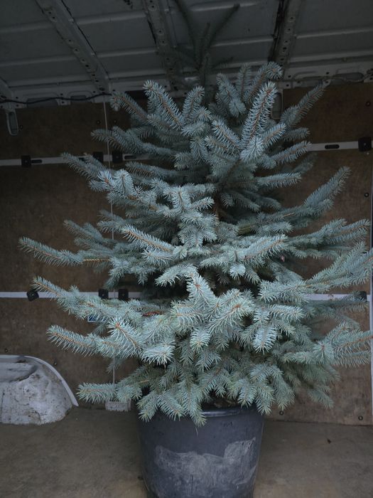 Brazi argintii mai multe dimensiuni