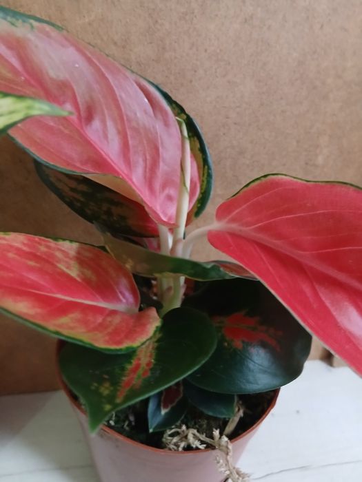 Аглаонема новое поступление