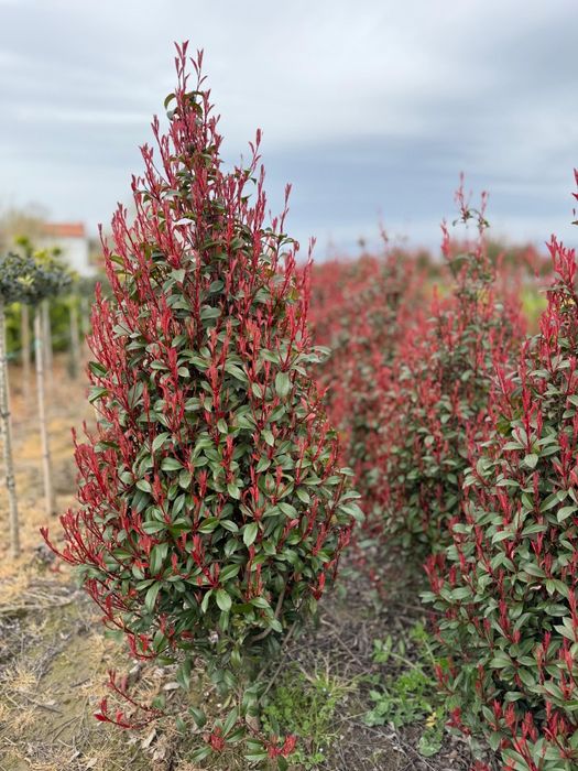 Photinia Red Robin leilandi chiparosi