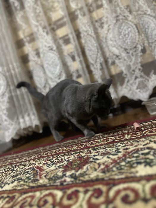 Mushuk parodali qiz bola