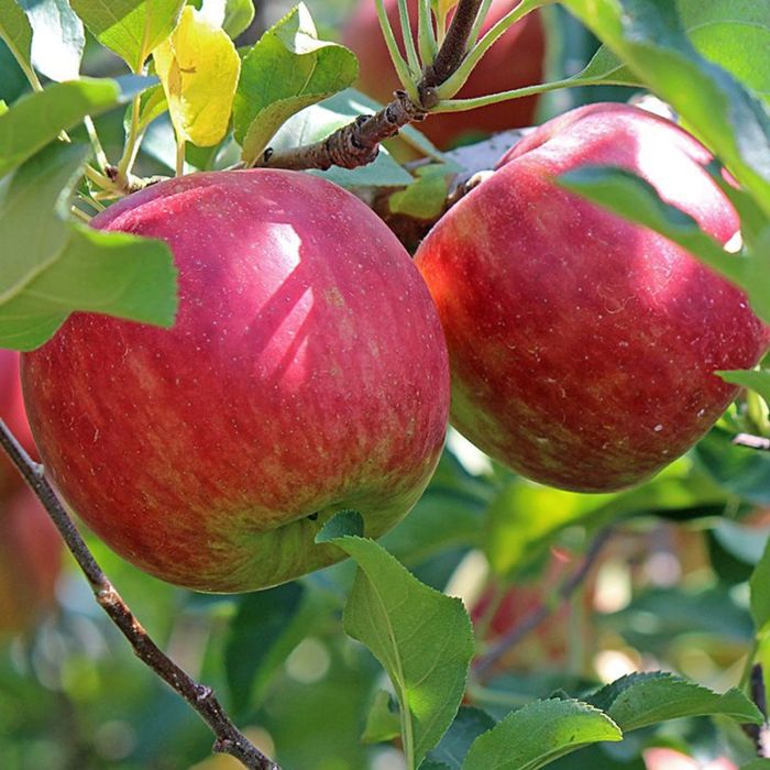 Măr (Aroma de Zmeura )