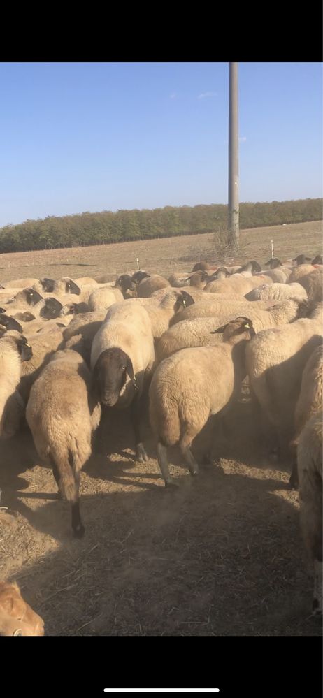 Oi Tigaie cu cap negru de Teleorman