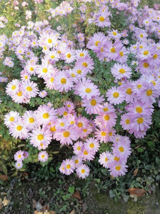 Хризантема кустовая ромашка розовая корейская